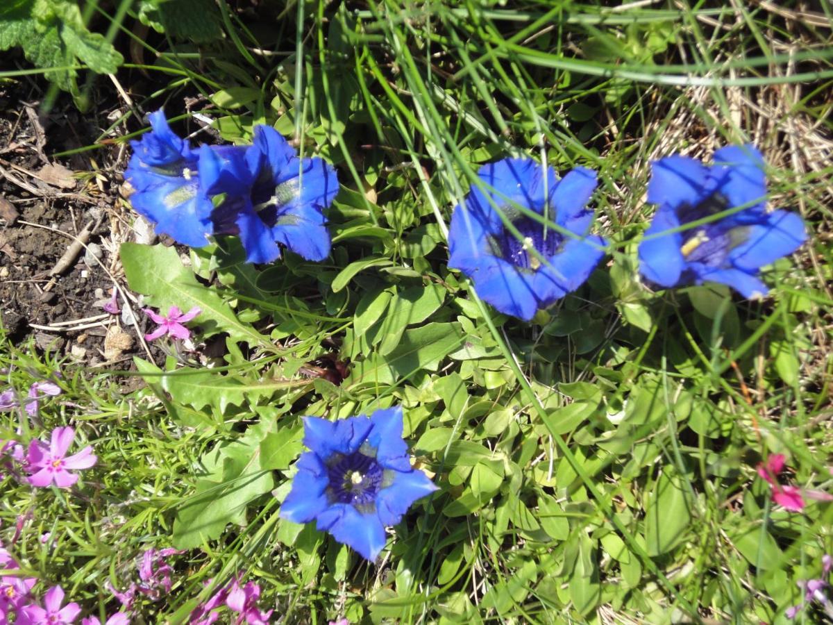 Ferienwohnung Springl Schönau am Königssee エクステリア 写真