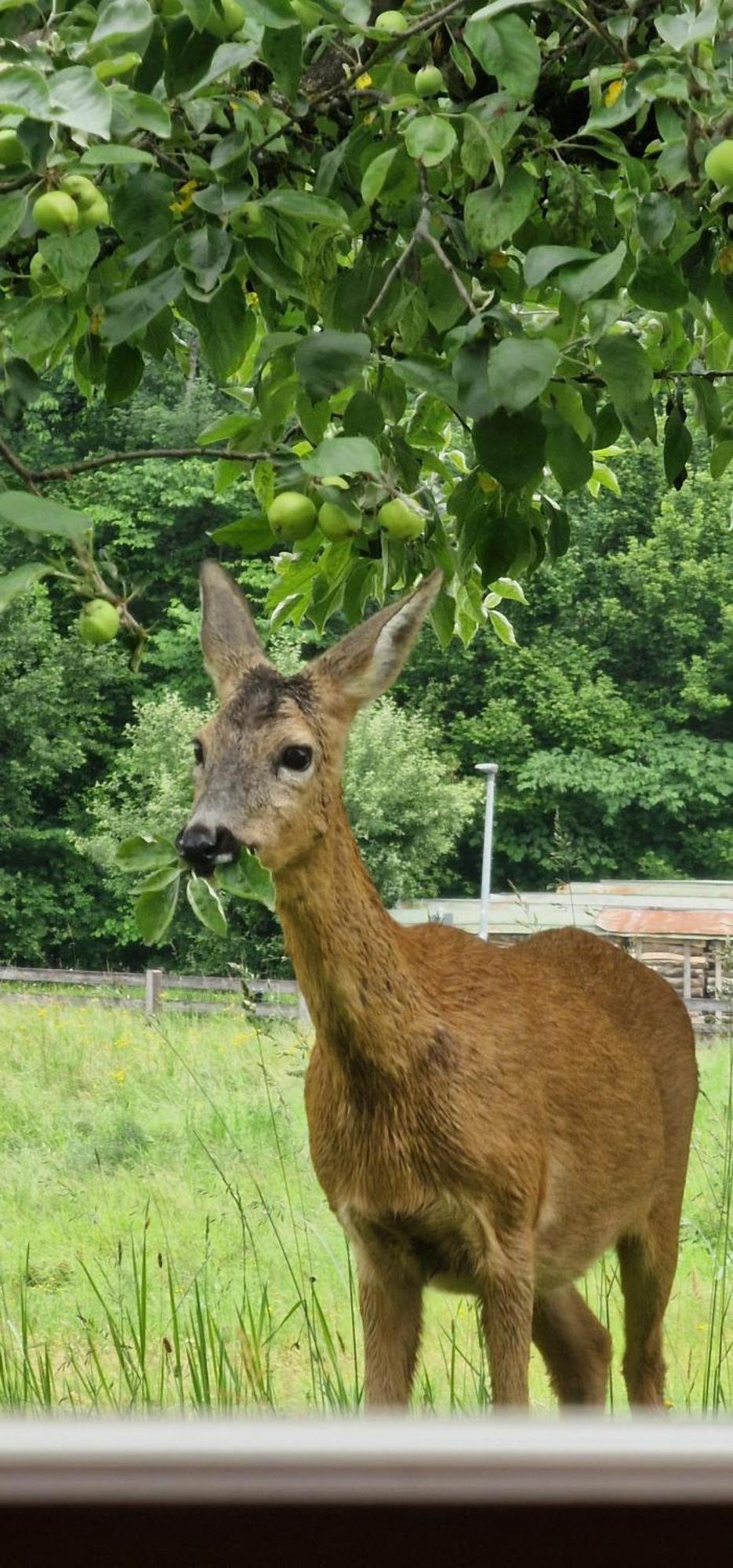 Ferienwohnung Springl Schönau am Königssee エクステリア 写真